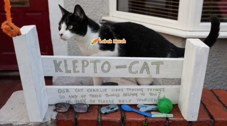 Charlie Klepto Cat