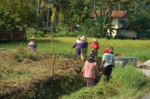 Gotong Royong Di Sawah Padi