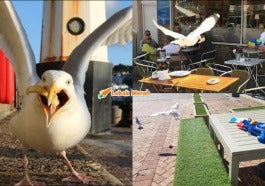 burung camar itali