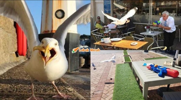burung camar itali