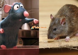 F2 Ratot