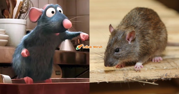 f2 ratot