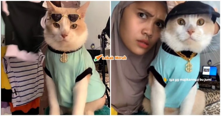 Kucing Manja Baik Pororo