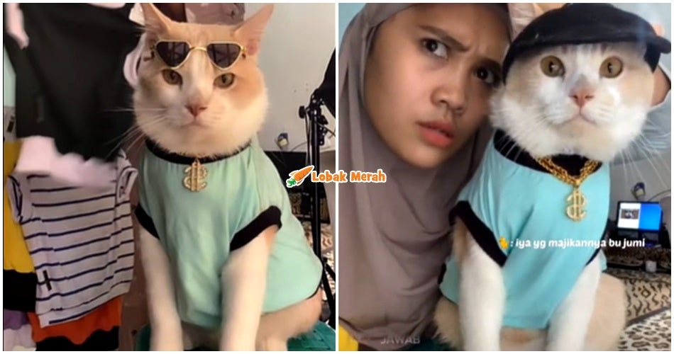 kucing manja baik pororo