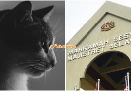 FI KUCING