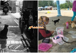 Penduduk Risau Misteri Kucing Hilang Makin Menjadi Jadi