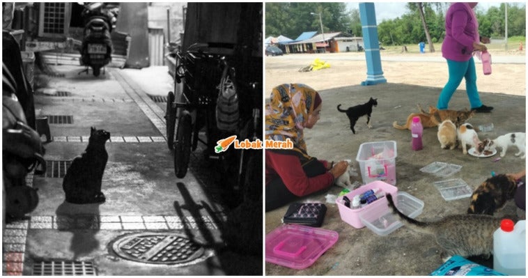 Penduduk Risau Misteri Kucing Hilang Makin Menjadi Jadi