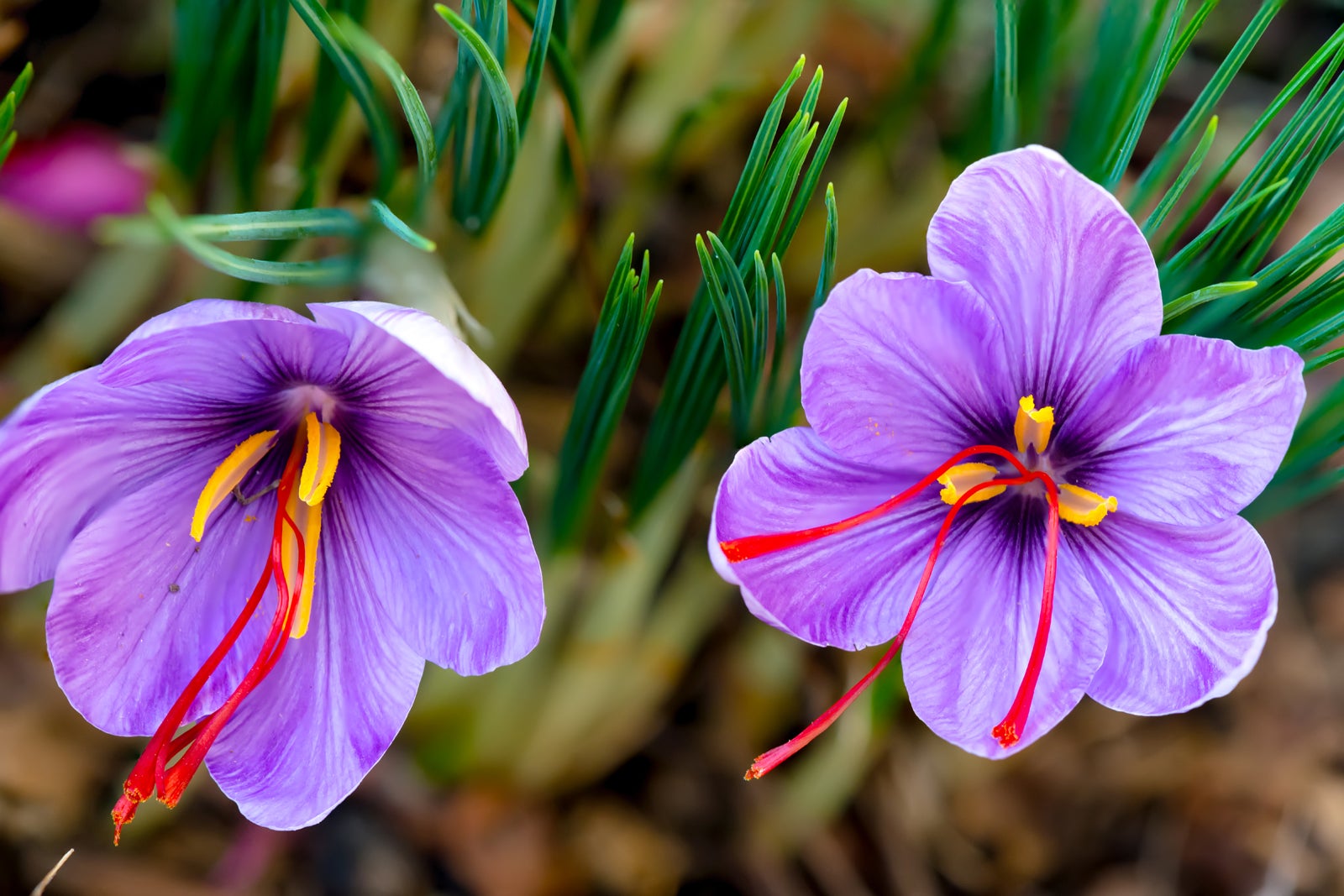 Saffron Crocus Bloom Stigmas Flower Saffron Spice