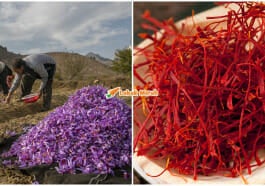 Asal Usul Saffron