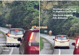 Highway Ada Gajah Video