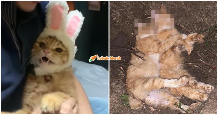 KUCING DIRACUN
