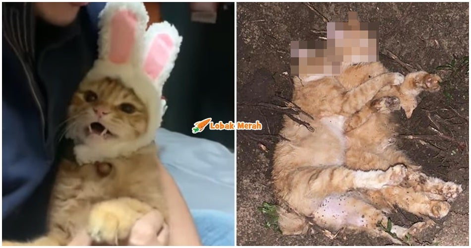KUCING DIRACUN