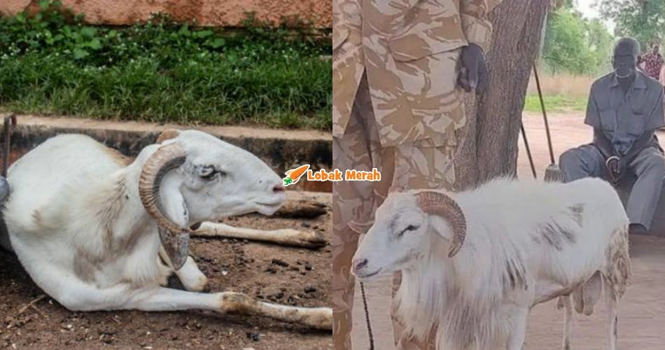 1kambing