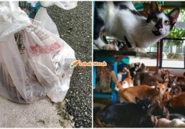 KUCING DALAM GUNI
