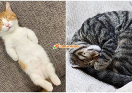 Cats 16