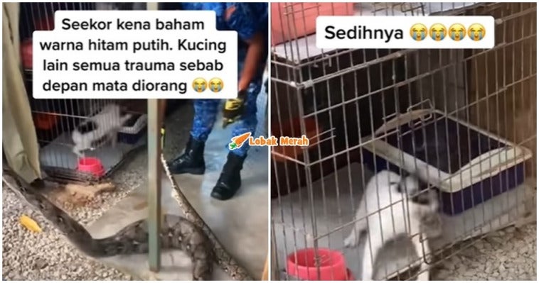 kucing trauma