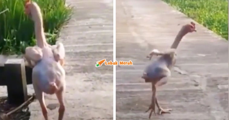 ayam no bulu