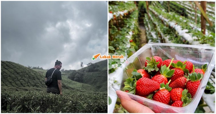 Cameron Highland Makin Panas