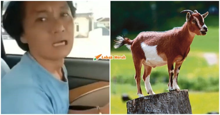 Ft Lelaki Tak Mengaku Curi Kambing 1