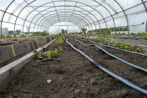 Nature Greenhouse Transport Plant Soil Farm 1586237 Pxhere.com