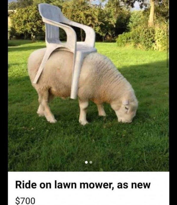 Sheep Ride On Lawn Mower As New 700 E1660454263594