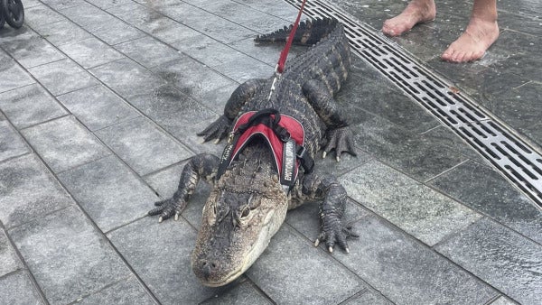 Wally e1662187731911