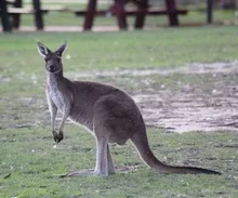 Western Grey Kangaroo