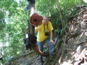 Alastair Driver With Rafflesia In Flower Royal Belum Perak