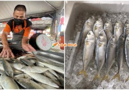 Harga Ikan Kembung Naik