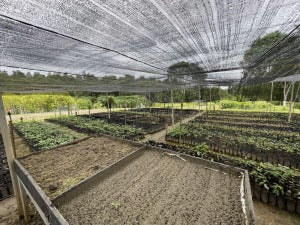 Nursery At Trlc Merisuli Lahad Datu Sabah