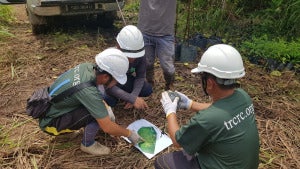 Trcrc Field Team Establishes The Planting Site Before Every Planting Season