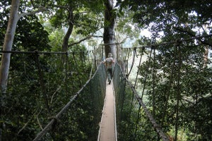 Taman Negara Malaysia Canopy Walkway