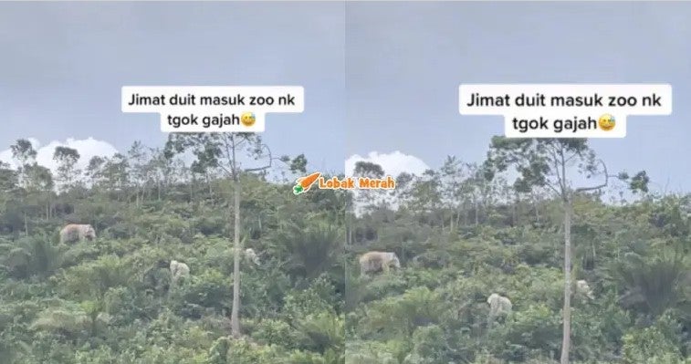 gajah