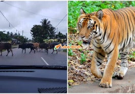 Lembu Terbiar Bagi Pada Zoo