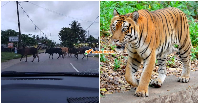 Lembu Terbiar Bagi Pada Zoo