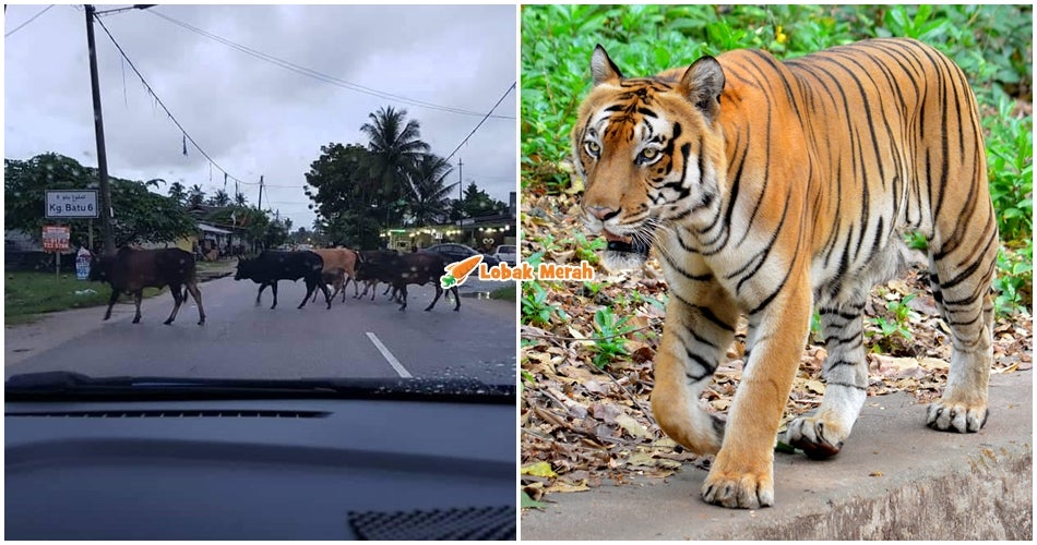 Lembu Terbiar Bagi Pada Zoo