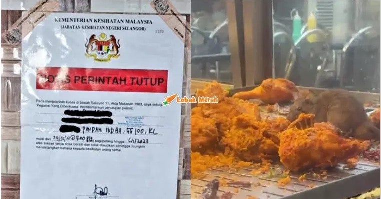 ayam tikus