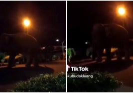Gajah Penjara Kluang