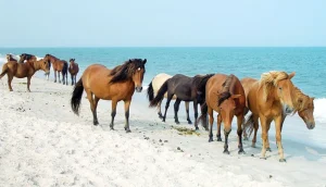 horses beach Maryland Assateague Island National Seashore