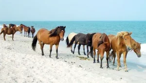 Horses Beach Maryland Assateague Island National Seashore