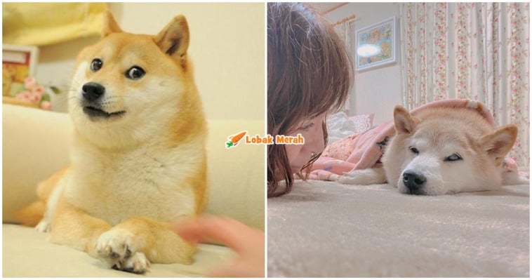 Shiba Meme