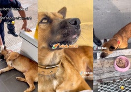 2anjing