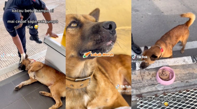 2anjing