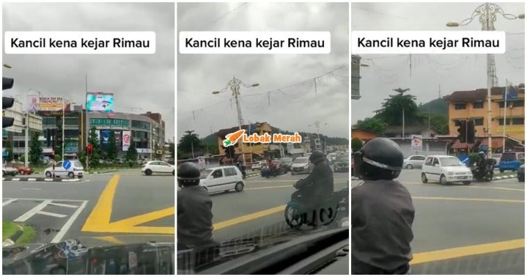 kancil mengundur