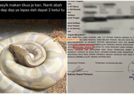 Nafi Bela Ular Lepas Tular Bagi Makan Kucing