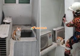 oyen tingkat 7