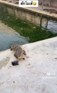 Buaya Jengkaut 3