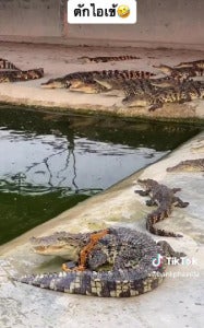 Buaya Jengkaut 4