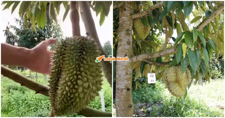 Durian China