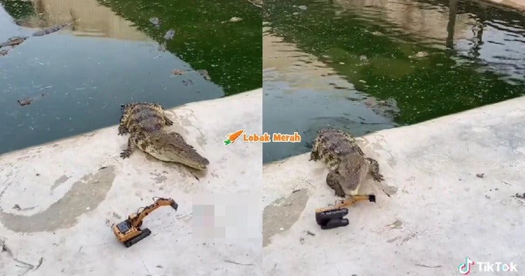 F3 Buaya Main Jengkaut